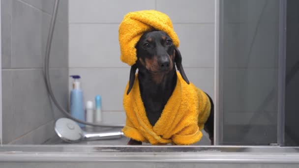 Lindo cachorro salchicha en albornoz amarillo y con toalla envuelta alrededor de su cabeza como un turbante se para en la ducha y espera pacientemente a que el propietario lo recoja después del baño. Procedimientos higiénicos diarios — Vídeos de Stock