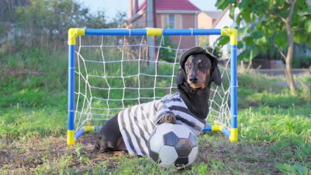 Śmieszny jamnik siedzi na trawie z łapą na piłce nożnej przed bramą futbolową dla dzieci, rozglądając się i wychodząc. Zajęcia na świeżym powietrzu — Wideo stockowe