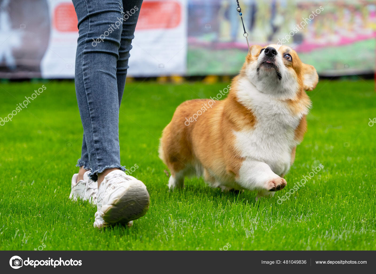 Trainer in jeans walks with Pembroke Welsh Corgi at dog show Stock Photo masarik inbox.ru 481049836