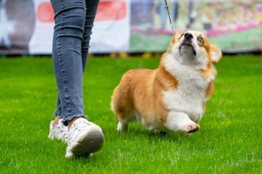 Kot pantolonlu antrenör köpek gösterisinde Pembroke Welsh Corgi ile yürüyor.