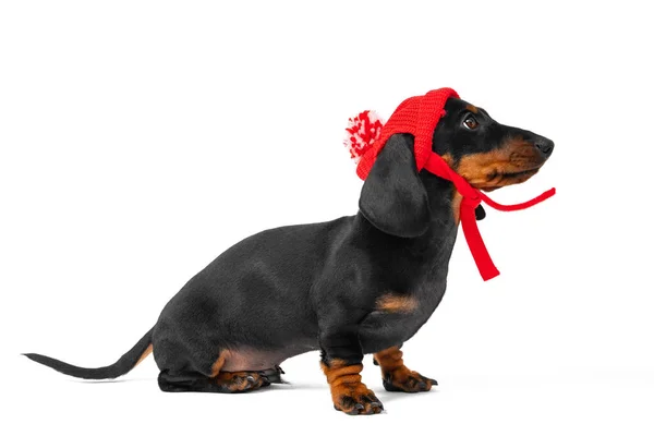 Αξιολάτρευτο dachshund κουτάβι σε αστείο πλεκτό καπέλο με πομπόν και γραβάτες κάθεται περιμένει για τα πόδια, όπου δεν θέλει να πάει να λόγω της κακοκαιρίας, απομονώνονται σε λευκό φόντο, πλευρική άποψη — Φωτογραφία Αρχείου