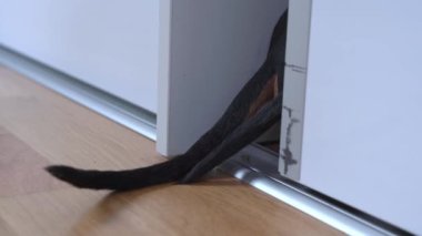 Köpeklerin kuyrukları dolaptan fırlıyor, yaklaşın. Evcil hayvanlar bir şeyden korktular ya da kabahatleri yüzünden sahipleri tarafından cezalandırıldılar ve gardıroba saklandılar. Hayvanlar ortalığı dağıtır.
