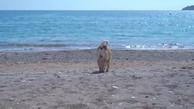 Bej renkli kırma köpek kumsalda yürüyen kumların kokusunu alıyor.