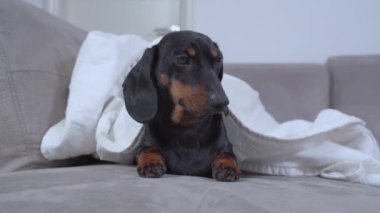 Komik Dachshund köpeği gri kanepede beyaz battaniyenin altında dinleniyor.