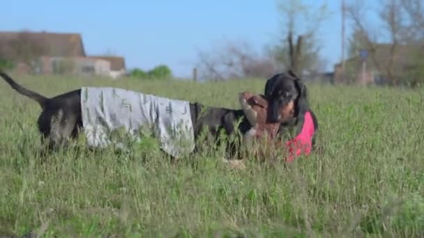 Il cane bassotto giocoso ha provato a portare via un giocattolo morbido nella forma di cucciolo da un altro animale domestico, ma senza successo, camminando nel campo o nel cortile. Attività all'aperto — Video Stock