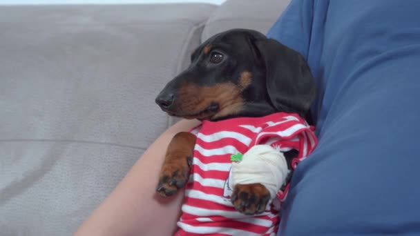 Arme teckel pup gewond zijn poot per ongeluk tijdens het lopen, dus huisdier met verbandwond op zijn poot kwam naar de eigenaar voor knuffels en sympathie, close-up — Stockvideo