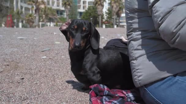 Pessoa sentou-se para relaxar na praia de areia durante a caminhada. Filhote de cachorro dachshund engraçado está cansado de esperar pelo proprietário e entediado, então ele olha em volta e procura algo para se entreter — Vídeo de Stock