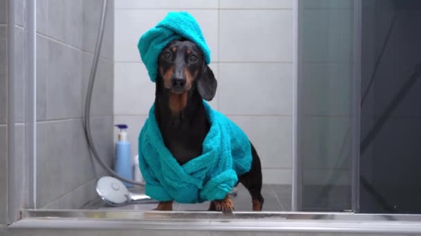 Divertido perro salchicha en albornoz azul y con toalla envuelta alrededor de su cabeza como un turbante se para en la ducha después de bañarse, y ladra para llamar al propietario para ayudar. Procedimientos higiénicos diarios — Vídeos de Stock