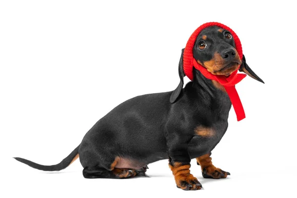 하얀 배경에 빨간 모자를 쓰고 있는 재미있는 다크 순 개 — 스톡 사진