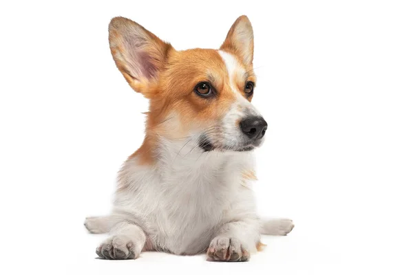 Bonito obediente galês corgi pembroke ou cardigan mentiras engraçado espalhado patas traseiras isoladas no fundo branco, vista frontal. Cão lindo para propaganda — Fotografia de Stock