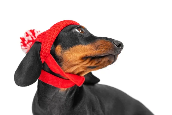 Portrait of cute dachshund puppy in funny knitted hat with pompom, who turned around to look back isolated on white background. Special accessory for pets — Stock Photo, Image