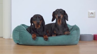 Meraklı Dachshund köpekleri yeşil evcil hayvan yastığında dinleniyor