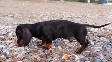Funny black and brown dachshund puppy with large ears