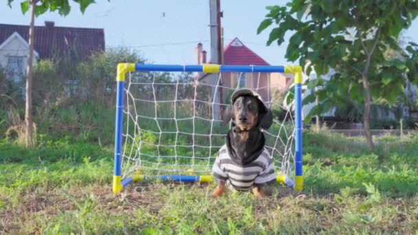 Забавна собака таксі в уніформі воротаря і кепка успішно захищає футбольні ворота для дітей, вдаривши футбольний м'яч з носом на відкритому повітрі і втікаючи — стокове відео