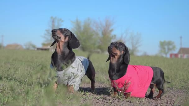 Dos perros dachshund activos aprenden nuevo comando con placer. Ladran para que el dueño les lance un juguete o algún objeto que traerán de vuelta. Formación y actividades al aire libre — Vídeo de stock