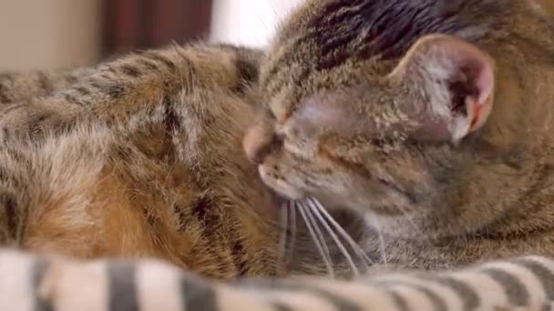 Tabby kitty cleans fur on tummy lying on soft pet pillow — Stock Video