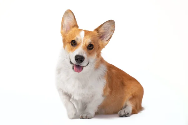 Lovely smiling welsh corgi pembroke or cardigan sits with its paw raised, front view, isolated on white background. Obedient dog playfully shows its tongue when performing new command — Stock Photo, Image