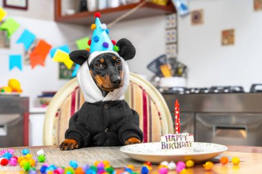 Komik panda kostümlü sevimli dachshund köpeği, kapüşonlu ve şenlikli şapkalı, doğum günü pastasının önündeki masada oturuyor, odada parti için süslenmiş mumla.