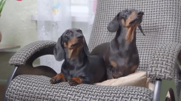 Two adorable tired dachshund dogs lie in a cozy rocking chair snuggled up to each other, and look around. Comfortable furniture for relaxing after a hard day — Vídeos de Stock