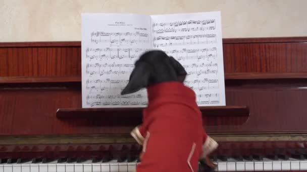 Filhote de cachorro dachshund engraçado em tailcoat festivo vermelho ainda é um novato e apenas aprendendo a tocar piano, então desajeitadamente bate nas teclas, vista das costas — Vídeo de Stock