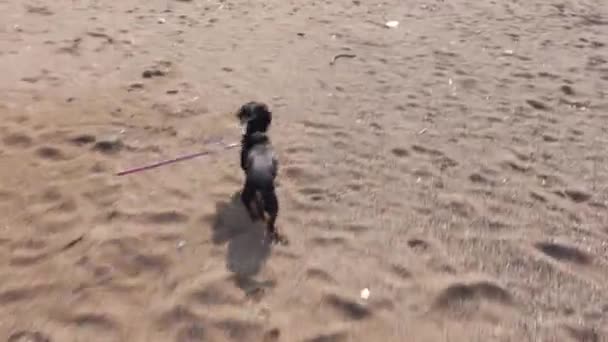 Rolig tax hund med koppel körs på stranden till havsvatten — Stockvideo