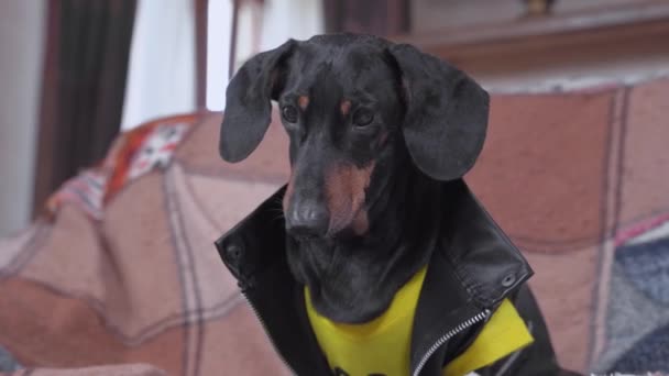 Funny restless dachshunds dog in leather jacket sits on the sofa and looks down, afraid to go down, so it barks for owner to help it, view from below — Vídeo de stock