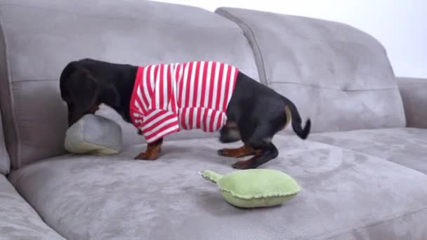 Dachshund puppy in striped t-shirt has fun with toys on sofa — Stock Video