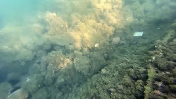 La caméra descend sous l'eau trouble et ouvre une vue sur quelque chose d'englouti, recouvert d'algues et couché sur le fond de l'océan, fermer. Exploration en eau profonde — Video