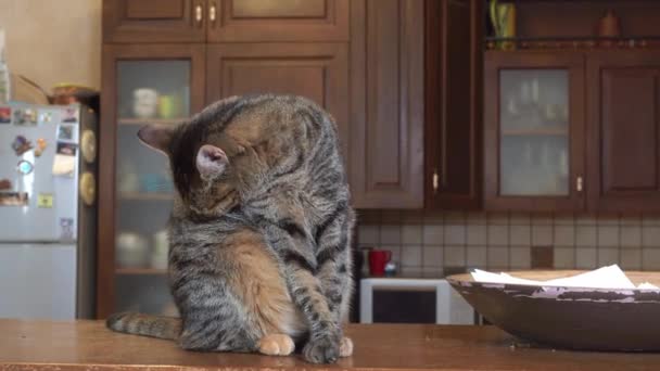 Чарівний домашній кіт-таббі лиже живіт, щоб бути чистим і кусає паразитів з хутра на спині, вид спереду. Щоденні процедури догляду та гігієни — стокове відео