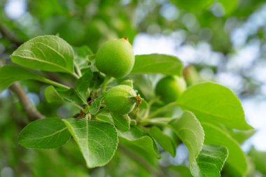 Bahçede ya da vahşi doğada olgunlaşmış yeşil meyve ve yaprakları olan orman elma dalları, yakın plan, bulanık arkaplan. Sıcak yaz havası açık havada