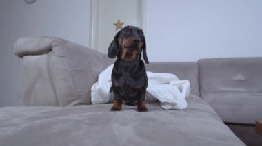 Meraklı Dachshund gri kanepede beyaz battaniyenin yanında duruyor.