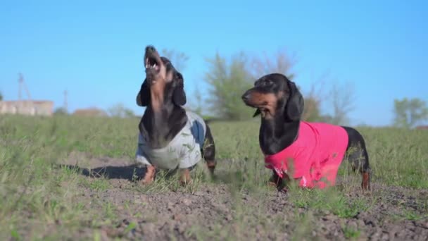 Dua dachshunds aktif yang lucu menunggu pemilik untuk melemparkan mereka mainan lembut dalam bentuk anak anjing, dan dengan tidak sabar menggonggong sambil berjalan di lapangan atau di halaman belakang — Stok Video