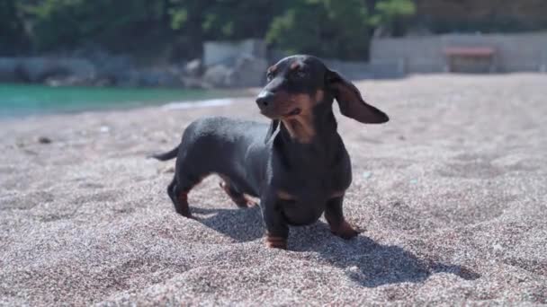 Дахшундський собака гуляє, проводячи час на піщаному пляжі біля моря — стокове відео