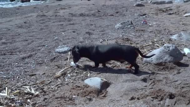 Csintalan tacskó kiskutya sétál a piszkos homokos parton, és szemetet szimatol. A környezetszennyezés globális problémája. A kutyának meg kell tanulnia parancsolni, hogy ne szedjen fel ételt és szemetet az utcán. — Stock videók