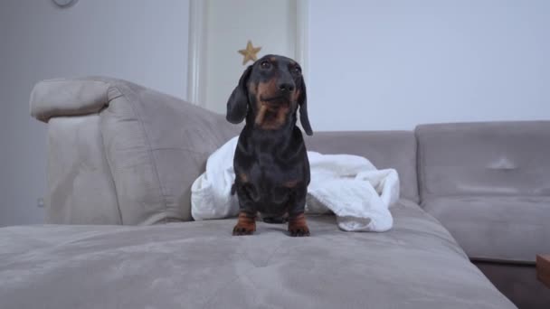 Meraklı Dachshund gri kanepede beyaz battaniyenin yanında duruyor. — Stok video