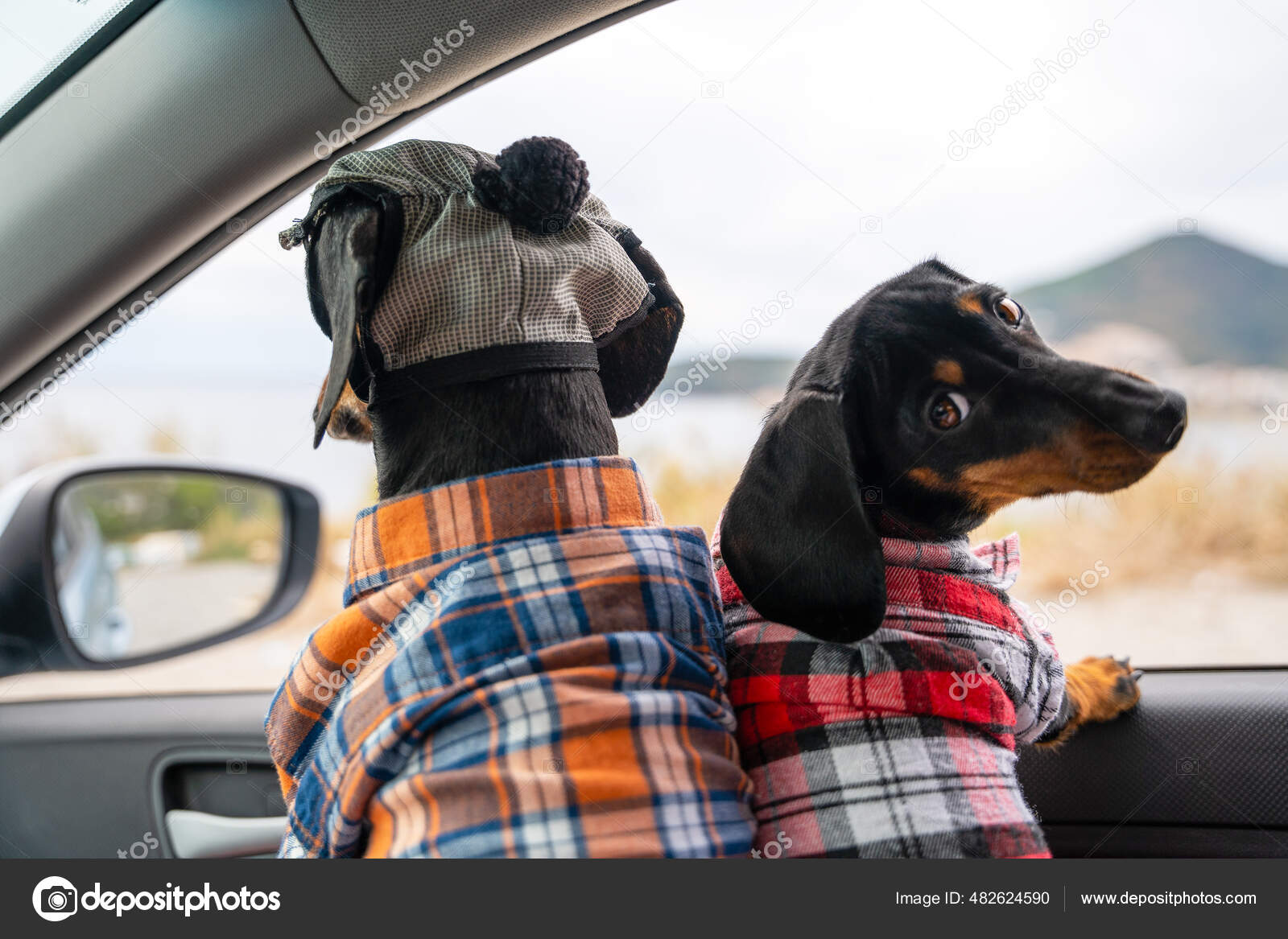 Camisas de perro salchicha hotsell