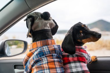 Yolcu koltuğunda kareli gömlek giyen iki dachshund yolculuk için hazırlanıyor. Bir köpek arkasına bakıyor. Hayvanlarla araba yolculuğu.