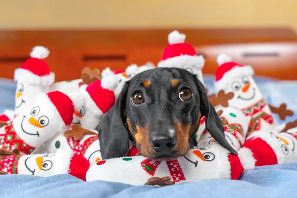 Ritratto di grazioso cucciolo sdraiato a letto, giocattoli a forma di pupazzi di neve sparsi e accatastati sull'animale domestico. Avido cane ossessionato ha raccolto tutti i suoi giocattoli preferiti e li custodisce — Foto Stock