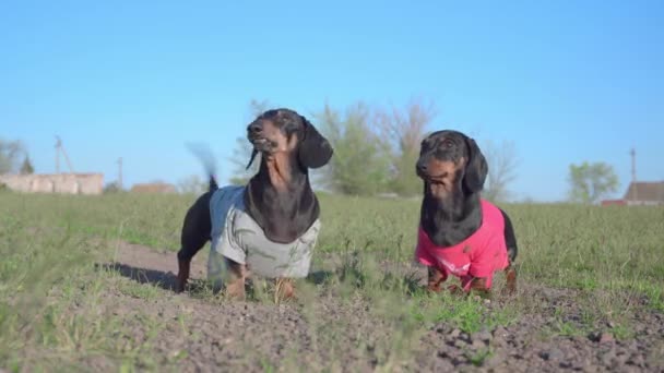 Lucu dachshund anjing dalam berwarna t-shirt kulit kayu dan menjalankan — Stok Video