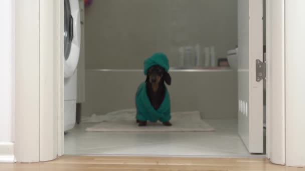 Dachshund em roupão de banho verde e cabeça envolta com toalha — Vídeo de Stock