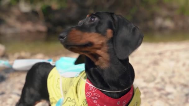 Dachshund cão voluntário puxa amarrado máscaras banco de limpeza — Vídeo de Stock