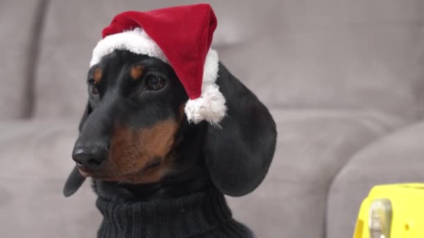 Cute dachshund puppy in cozy Christmas sweater and festive Santa hat looks around room in search of place to do some mischief. Pet hunts or watches as owners prepare for party. — Stock Video