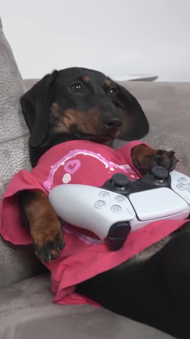 Relaxed dachshund dog plays videogame on grey sofa closeup — Stock Video