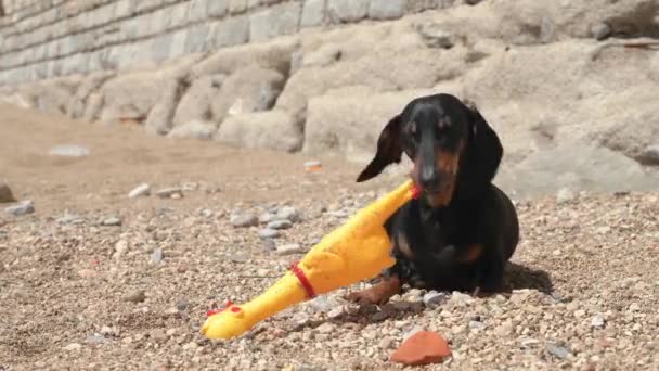 Niedlicher Dackelhund kaut Spielzeug-Huhn, das am Strand spielt — Stockvideo