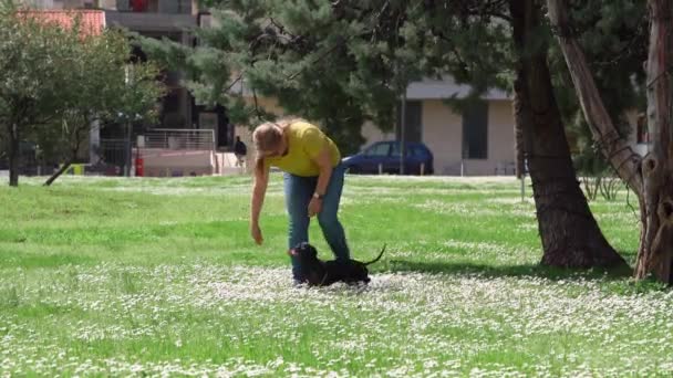 Vrouwelijke begeleider leert gehoorzame teckel hond om grappige trucs uit te voeren met behulp van traktatie als beloning, op gazon bezaaid met madeliefjes in het stadspark. Pet passeert tussen benen van de eigenaar — Stockvideo