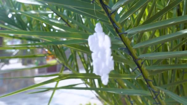 Decoratieve sneeuwvlok hangt aan groene palmtak met bloemenslinger en schommels in de wind. Ongebruikelijke kerstviering in warm exotisch land — Stockvideo