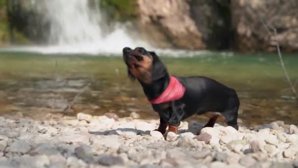 Dachshund pies otrząsa się po kąpieli w górskim jeziorze — Wideo stockowe