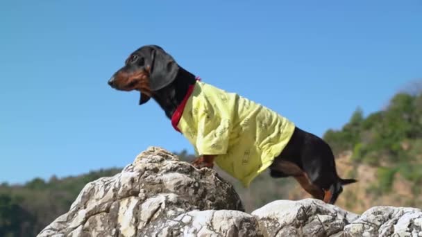 勇敢なダックスフント子犬は山の頂上に登り、真の征服者のように、誇らしげに見下ろしています。休暇や休暇中の屋外活動やハイキング — ストック動画