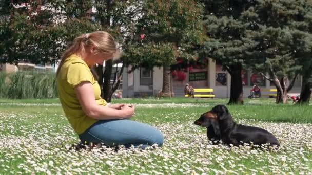Młoda blogerka nosząca okulary próbuje sfotografować dwa aktywne jamniki na trawniku wypełnione białymi stokrotkami w parku miejskim za pomocą smartfona. Daje zwierzakom smakołyki jako nagrodę — Wideo stockowe