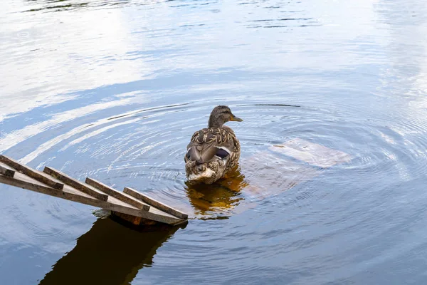 Wild duck swims in a pond near wooden ladder, which is used to climb to the shore or to a boat, ripples on the water surface, top view from high shore or embankment